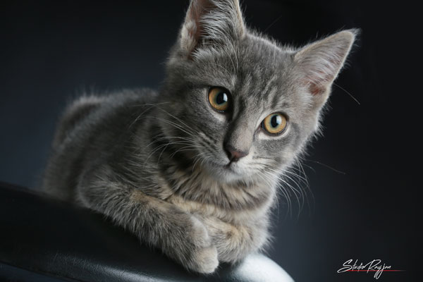 galerie-studio-animal